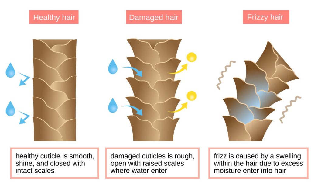 vector image showing hair cuticles in different stages